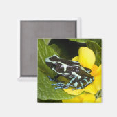 Costa Rica, Halbinsel Osa Magnet (Vorderseite/Rückseite)