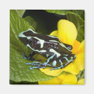 Costa Rica, Halbinsel Osa Magnet