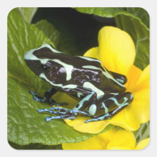 Costa Rica, Halbinsel Osa Quadratischer Aufkleber