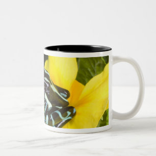 Costa Rica, Halbinsel Osa Zweifarbige Tasse