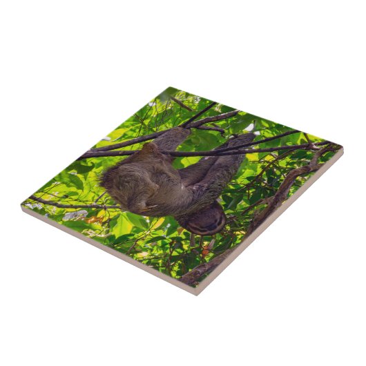 Costa Rica - Happy Lazy Sloth, Antonio Manuel NP Fliese (Seite)