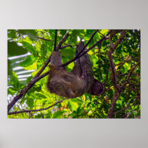 Costa Rica - Happy Lazy Sloth, Antonio Manuel NP