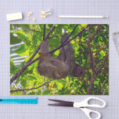 Costa Rica - Happy Lazy Sloth, Antonio Manuel NP Seidenpapier (Handwerk)