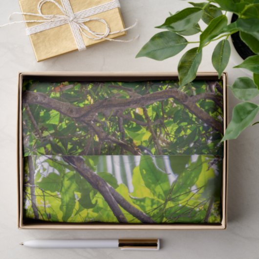 Costa Rica - Happy Lazy Sloth, Antonio Manuel NP Seidenpapier (Geschenk)