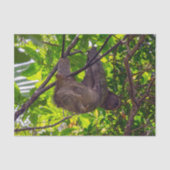 Costa Rica - Happy Lazy Sloth, Antonio Manuel NP Seidenpapier (Vorderseite)