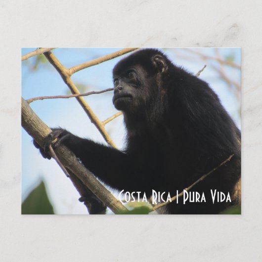 Costa Rica Howler Monkey Postkarte (Vorderseite)
