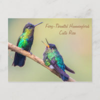 Costa Rica Hummingbirds