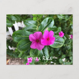 Costa Rica Lila Blume Postkarte