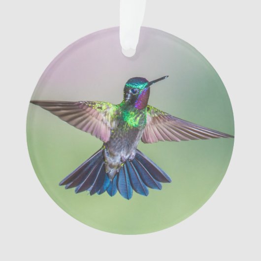 Costa Rica Lila, Green & Blue Flying Hummingbird Ornament (Vorderseite)