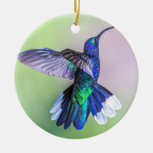 Costa Rica Lila Hummingbird in einer schönen Pose Keramik Ornament