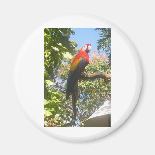 Costa Rica Macaw Magnet (Vorne)