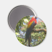 Costa Rica Macaw Magnet (Vorderseite/Rückseite)