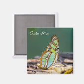 Costa Rica - Malachitenschmetterling Magnet (Vorderseite/Rückseite)
