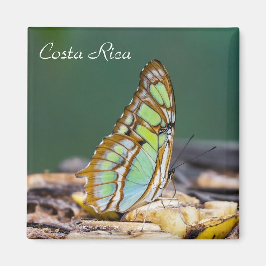 Costa Rica - Malachitenschmetterling Magnet (Vorne)