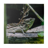 Costa Rica - Male Emerald Basilisk Lizard Fliese (Vorderseite)