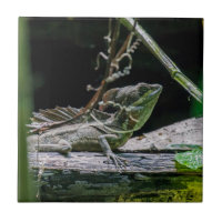 Costa Rica - Male Emerald Basilisk Lizard