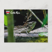 Costa Rica - Male Emerald Basilisk Lizard