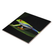 Costa Rica, mit Augen Baumfrosch (Agalychnis) Fliese (Seite)