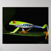 Costa Rica, mit Augen Baumfrosch (Agalychnis) Poster (Vorne)