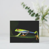 Costa Rica, mit Augen Baumfrosch (Agalychnis) Postkarte (Stehend Vorderseite)