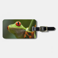 Costa Rica, Monteverde, Rot-Mit Augen Baum-Frosch