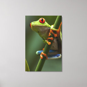 Costa Rica, Monteverde, Rot-Mit Augen Baum-Frosch Leinwanddruck