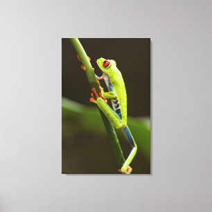 Costa Rica, Monteverde, Rot-Mit Augen Baum-Frosch Leinwanddruck
