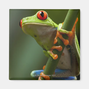 Costa Rica, Monteverde, Rot-Mit Augen Baum-Frosch Magnet