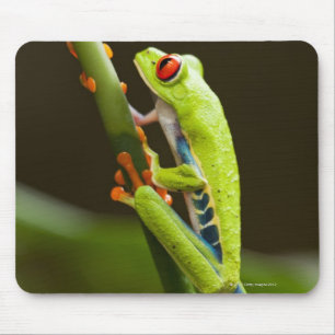 Costa Rica, Monteverde, Rot-Mit Augen Baum-Frosch Mousepad