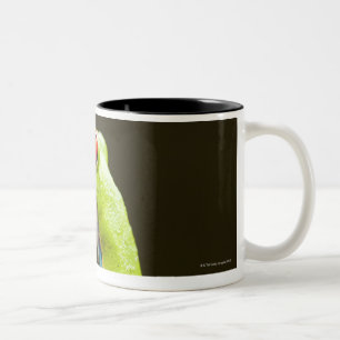 Costa Rica, Monteverde, Rot-Mit Augen Baum-Frosch Zweifarbige Tasse