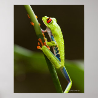 Costa Rica, Monteverde, Roter Mit Augen Baumfrosch Poster