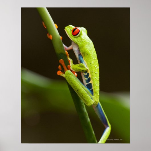 Costa Rica, Monteverde, Roter Mit Augen Baumfrosch Poster (Vorne)