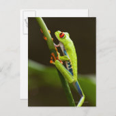 Costa Rica, Monteverde, Roter Mit Augen Baumfrosch Postkarte (Vorne/Hinten)