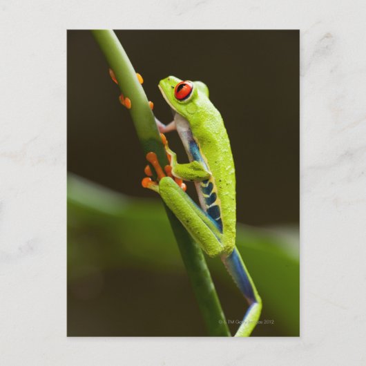 Costa Rica, Monteverde, Roter Mit Augen Baumfrosch Postkarte (Vorderseite)