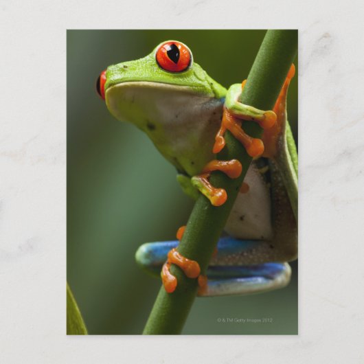 Costa Rica, Monteverde, Roter Mit Augen Baumfrosch Postkarte (Vorderseite)