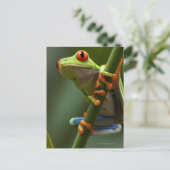 Costa Rica, Monteverde, Roter Mit Augen Baumfrosch Postkarte (Stehend Vorderseite)