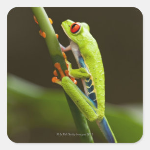 Costa Rica, Monteverde, Roter Mit Augen Baumfrosch Quadratischer Aufkleber
