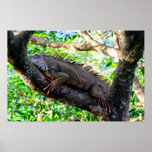 Costa Rica, Muelle - Fauler Leguan ruht in einem B Poster