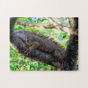 Costa Rica, Muelle - Fauler Leguan ruht in einem B Puzzle