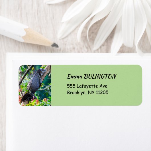 Costa Rica, Muelle - Lazy Iguana in einem Baum (Insitu)