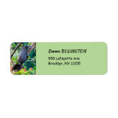 Costa Rica, Muelle - Lazy Iguana in einem Baum (Vorne)