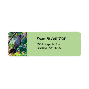 Costa Rica, Muelle - Lazy Iguana in einem Baum