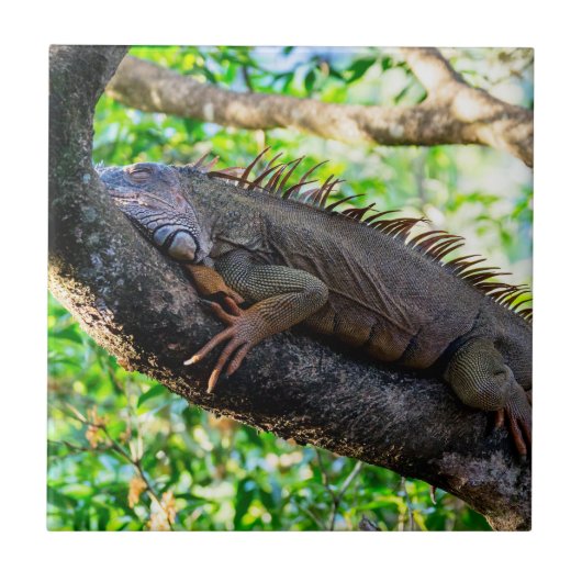Costa Rica, Muelle - Lazy Iguana in einem Baum Fliese (Vorderseite)