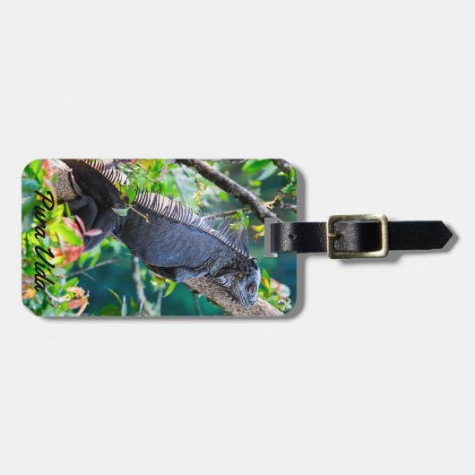 Costa Rica, Muelle - Lazy Iguana in einem Baum Gepäckanhänger (Vorderseite horizontal)