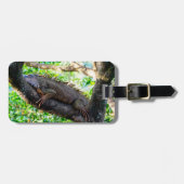 Costa Rica, Muelle - Lazy Iguana in einem Baum Gepäckanhänger (Vorderseite horizontal)