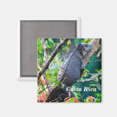 Costa Rica, Muelle - Lazy Iguana in einem Baum Magnet (Vorderseite/Rückseite)