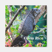 Costa Rica, Muelle - Lazy Iguana in einem Baum Magnet (Vorne)