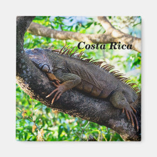 Costa Rica, Muelle - Lazy Iguana in einem Baum Magnet