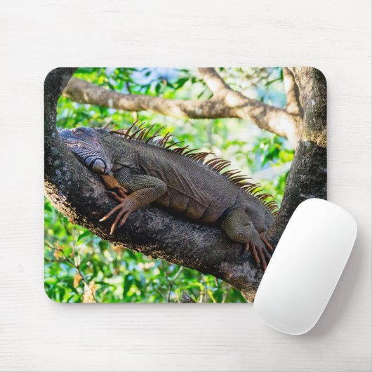 Costa Rica, Muelle - Lazy Iguana in einem Baum Mousepad (Mit Mouse)