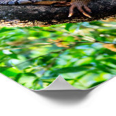 Costa Rica, Muelle - Lazy Iguana in einem Baum Poster (Ecke)